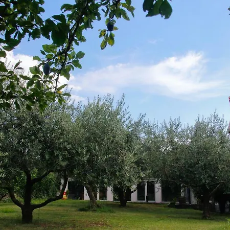 Tourist Farm With Fig Tree *