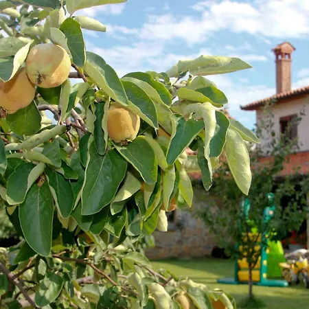 Tourist Farm With Fig Tree Apartma Dekani