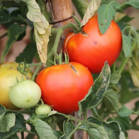 Tourist Farm With Fig Tree Apartamento Dekani