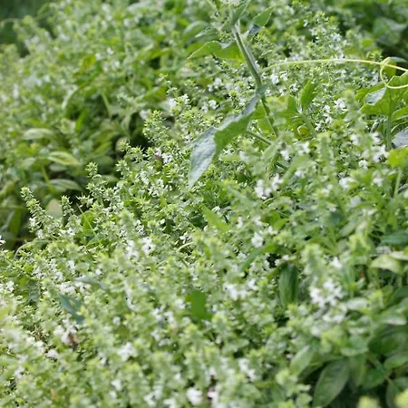 Tourist Farm With Fig Tree Apartment