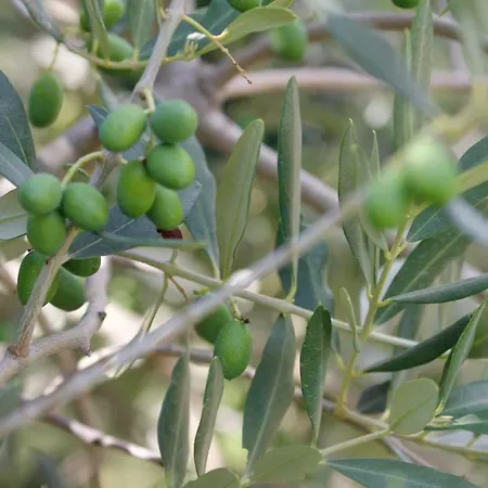 Apartma Tourist Farm With Fig Tree *