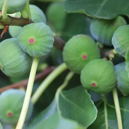 Tourist Farm With Fig Tree Apartma