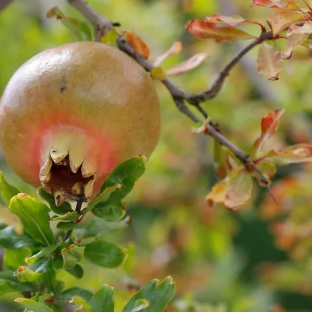 Tourist Farm With Fig Tree