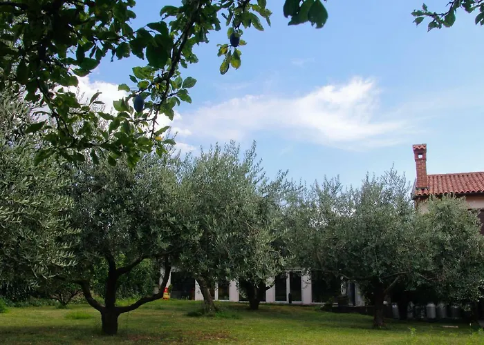 Tourist Farm With Fig Tree *