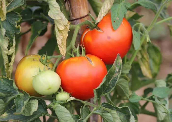 Tourist Farm With Fig Tree Appartement Dekani