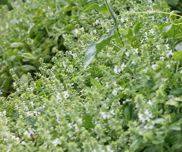 Tourist Farm With Fig Tree Appartement