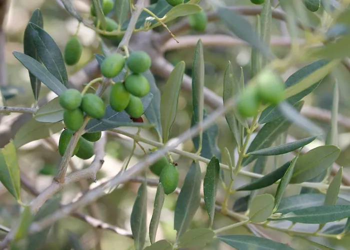 Appartement Tourist Farm With Fig Tree *