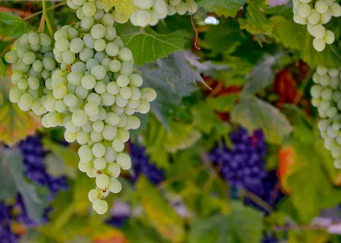 Tourist Farm With Fig Tree *