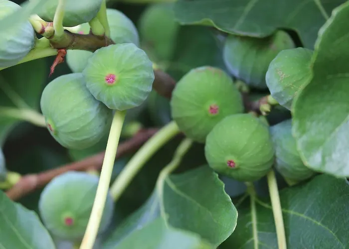 Tourist Farm With Fig Tree Appartement