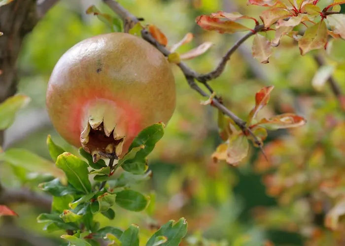 Tourist Farm With Fig Tree