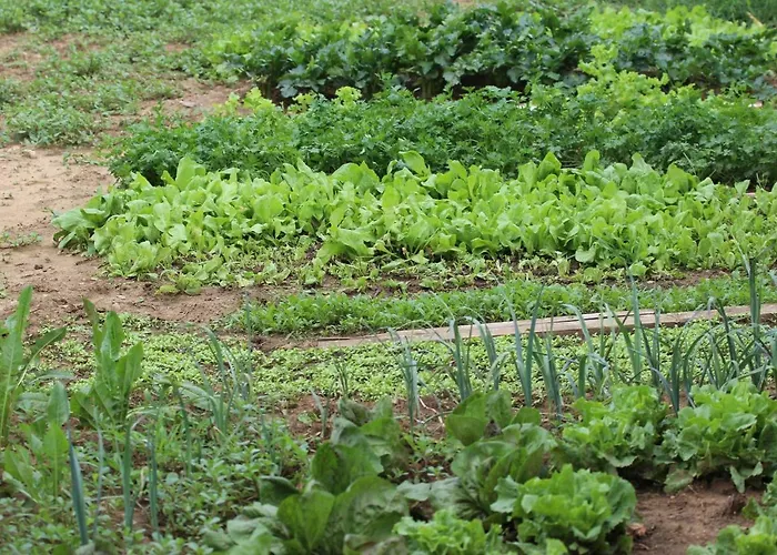 Tourist Farm With Fig Tree